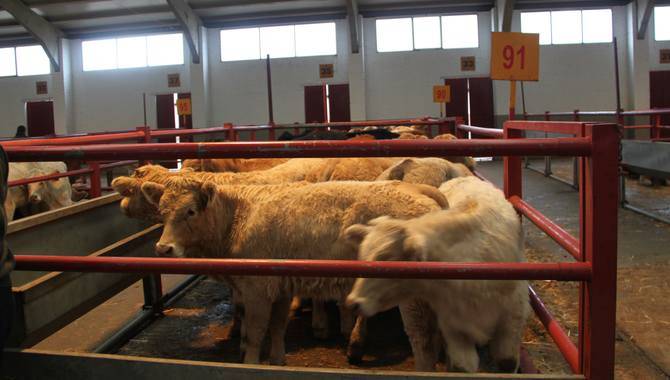 Nueva subida del precio de la carne de vacuno y del ibérico en un mercado de mínimos  