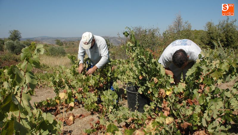 En Arribes y La Sierra la superficie de viñedo va a menos cada año