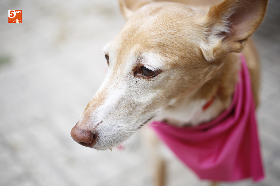 El gasto anual más alto de los animales de compañía corresponde a los perros con 817 euros