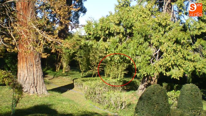 Mata de bambú cortada en el jardín romántico