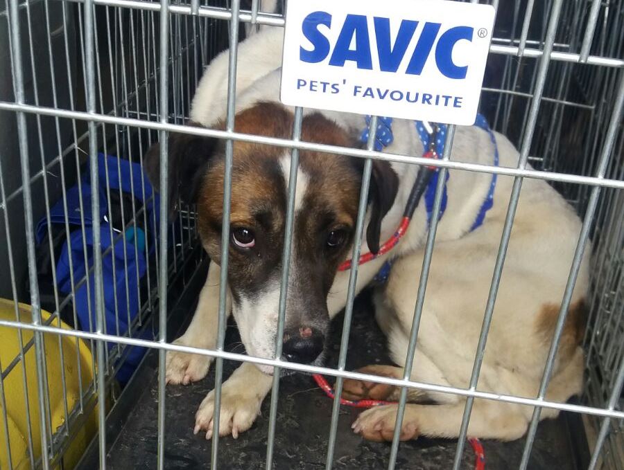 Se busca al dueño de un perro encontrado en la tarde del lunes  