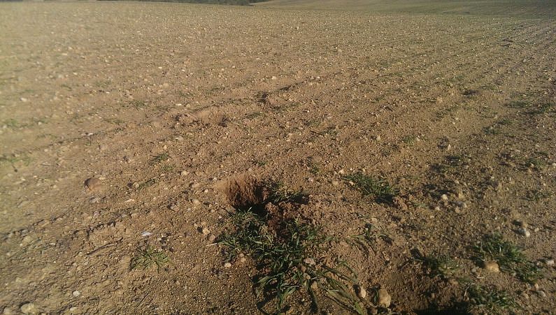 Este lunes Asaja denunciaba los daños a sembrados producidos por conejos en algunas zonas de la provincia