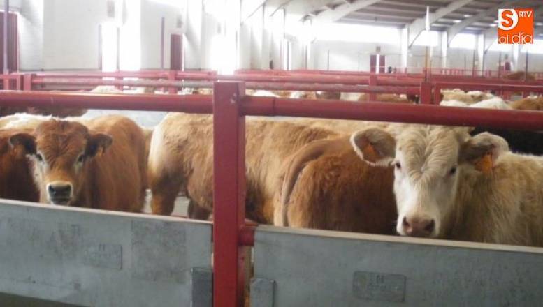 En el mercado de ganado se registraron 2.091 cabezas, 1.896 de ellas para vida / ARCHIVO