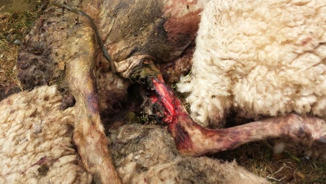 Un total de 16 ovejas, entre muertas y malheridas, trágico balance del último ataque del lobo en la provincia