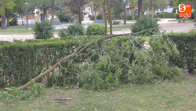 El fuerte viento ha provocado la caída de ramas y árboles en la calzada
