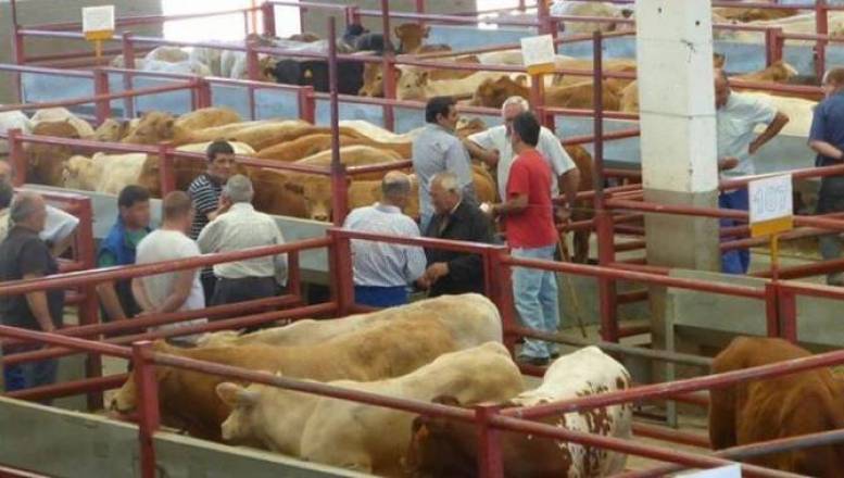 En el mercado de ganado se registraron 1.858 animales para cebo
