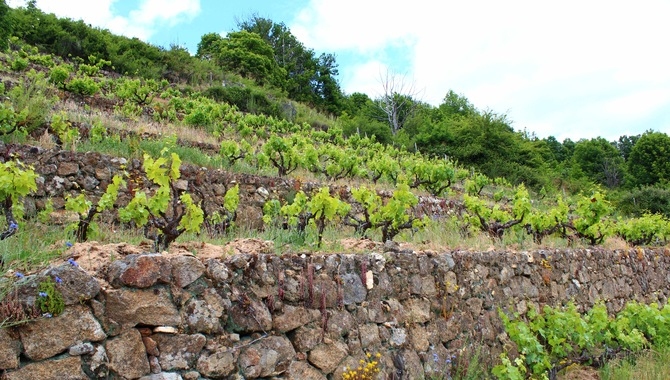 Viñas de la DOP Sierra de Salamanca