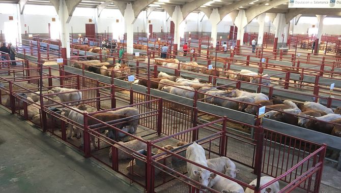 Hasta 2.420 animales de cebo entraron este lunes al recinto del mercado / DIPUTACIÓN