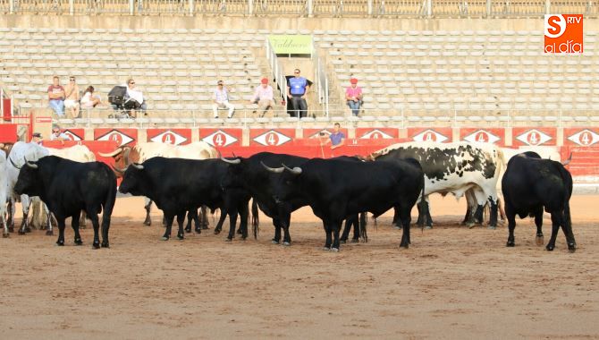 Los toros de Montalvo destacan en el desenjaule de la Feria salmantina  