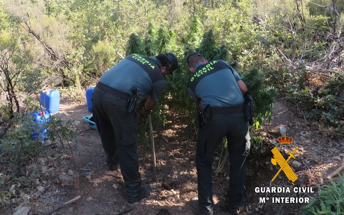 Un vecino de El Maíllo, uno de los dos detenidos por cultivar marihuana en Tamames  