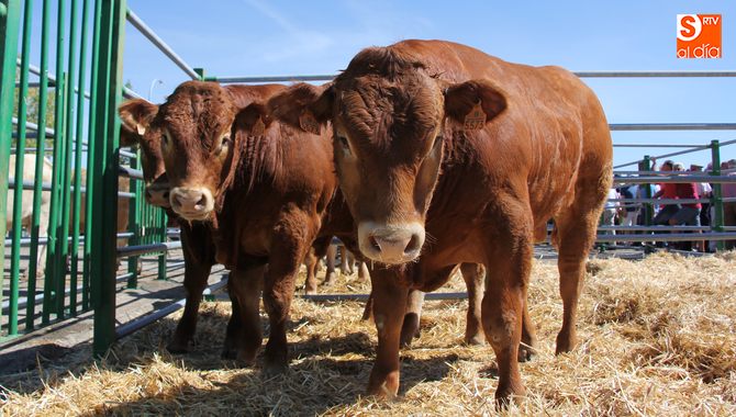 Dehesa Grande organiza una Jornada técnica sobre vacuno de carne con la presencia de la consejera...