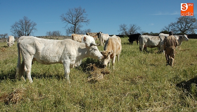 La ganadería, uno de los sectores más perjudicados por la sequía
