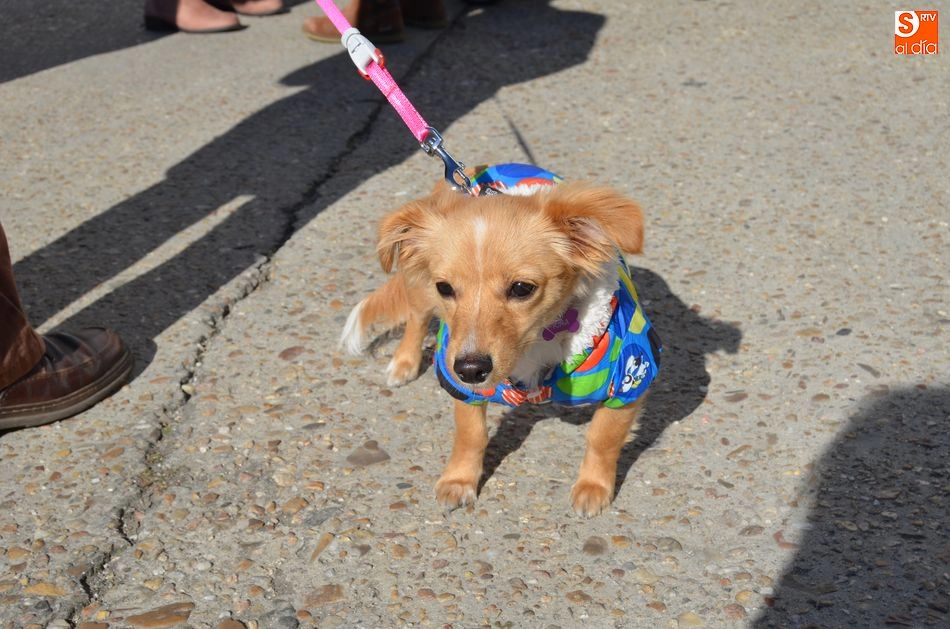 Foto 10 - Los ni&ntilde;os y sus mascotas participan de la Bendici&oacute;n de los Animales en el D&iacute;a de San Ant&oacute;n  