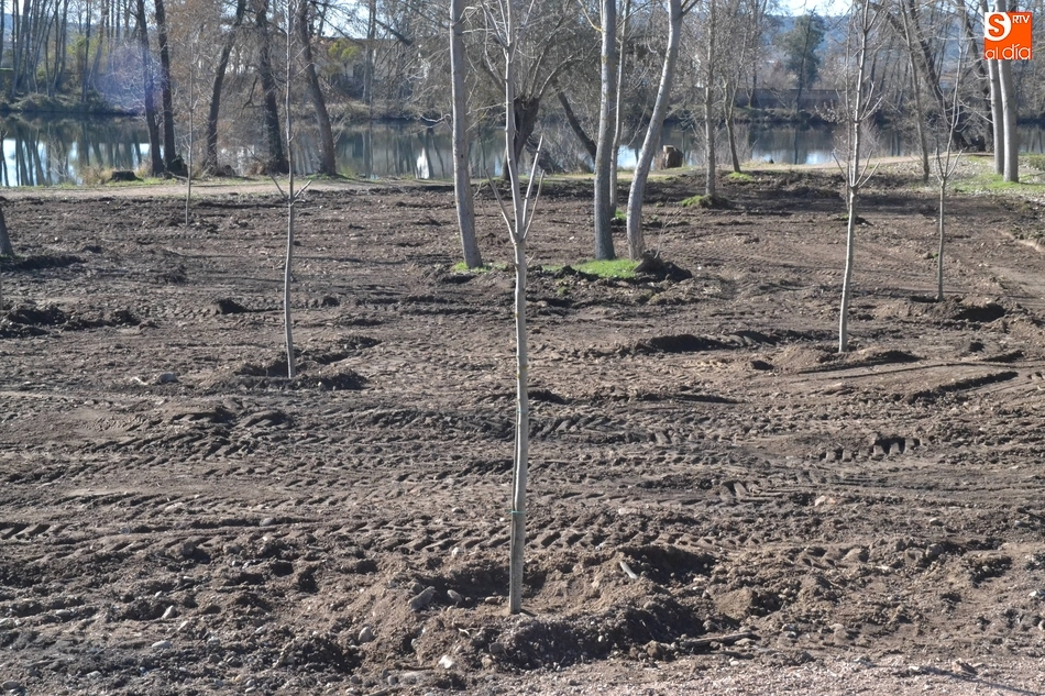 Foto 10 - Plantados 200 fresnos para volverle a dar vida a La Moretona y a Las Barcas  