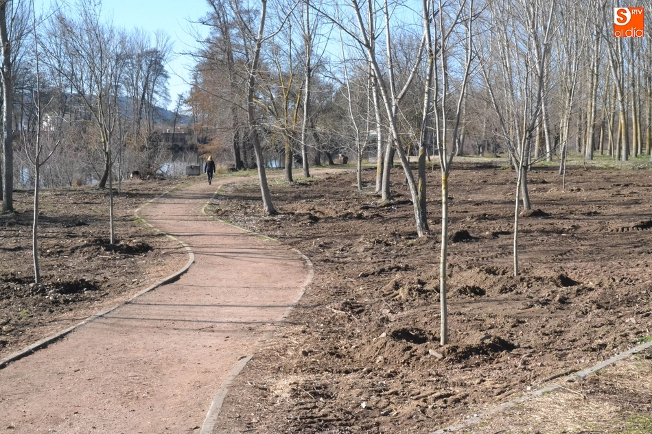 Foto 7 - Plantados 200 fresnos para volverle a dar vida a La Moretona y a Las Barcas  