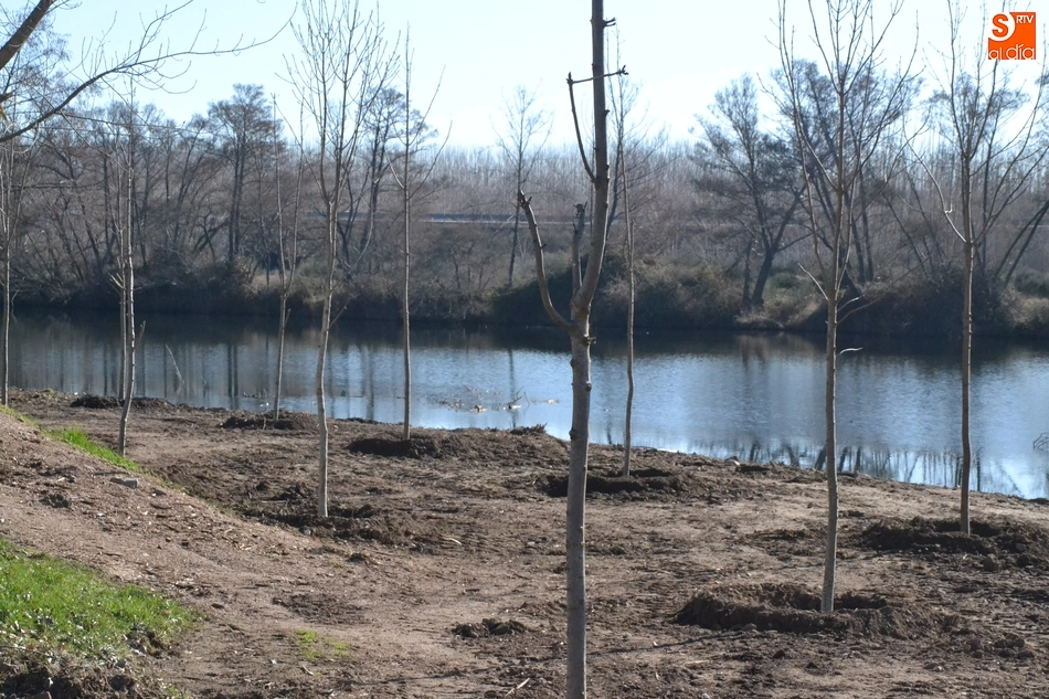 Foto 6 - Plantados 200 fresnos para volverle a dar vida a La Moretona y a Las Barcas  