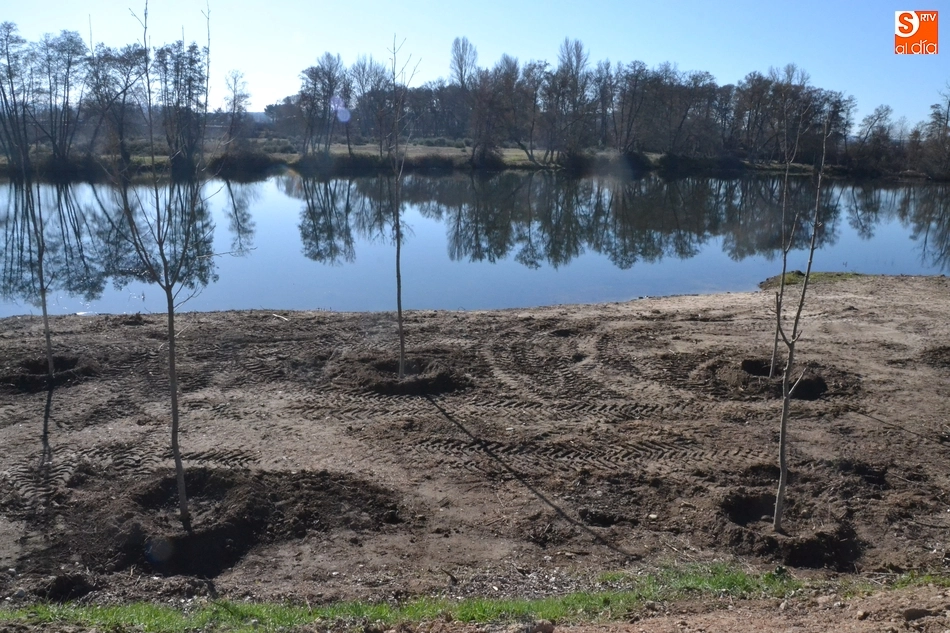 Foto 4 - Plantados 200 fresnos para volverle a dar vida a La Moretona y a Las Barcas  