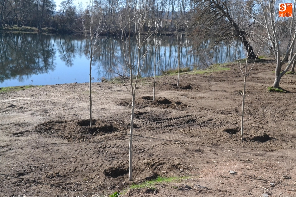 Foto 5 - Plantados 200 fresnos para volverle a dar vida a La Moretona y a Las Barcas  