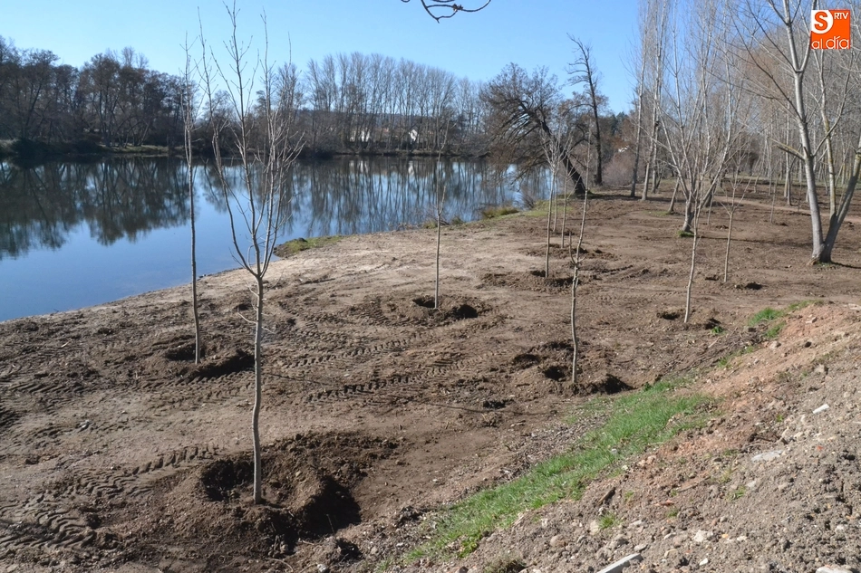 Foto 2 - Plantados 200 fresnos para volverle a dar vida a La Moretona y a Las Barcas  
