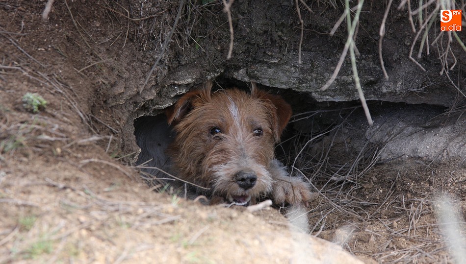 Fox Terrier en la boca de una madriguera, uno de los perros más utilizados para esta caza