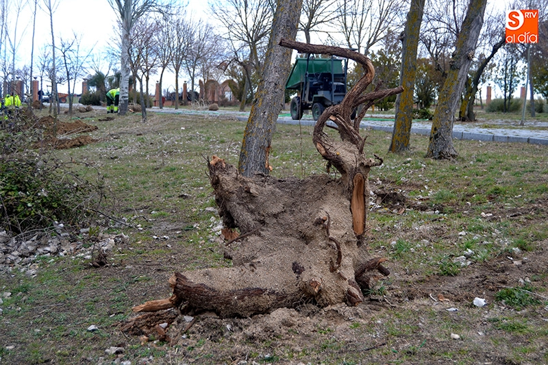 Foto 6 - El Ayuntamiento busca &ldquo;dar ox&iacute;geno&rdquo; al&nbsp;pulm&oacute;n del parque El Inestal con la replantaci&oacute;n de...