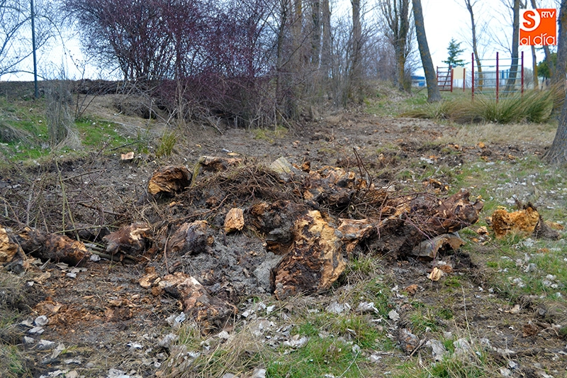 Foto 4 - El Ayuntamiento busca &ldquo;dar ox&iacute;geno&rdquo; al&nbsp;pulm&oacute;n del parque El Inestal con la replantaci&oacute;n de...