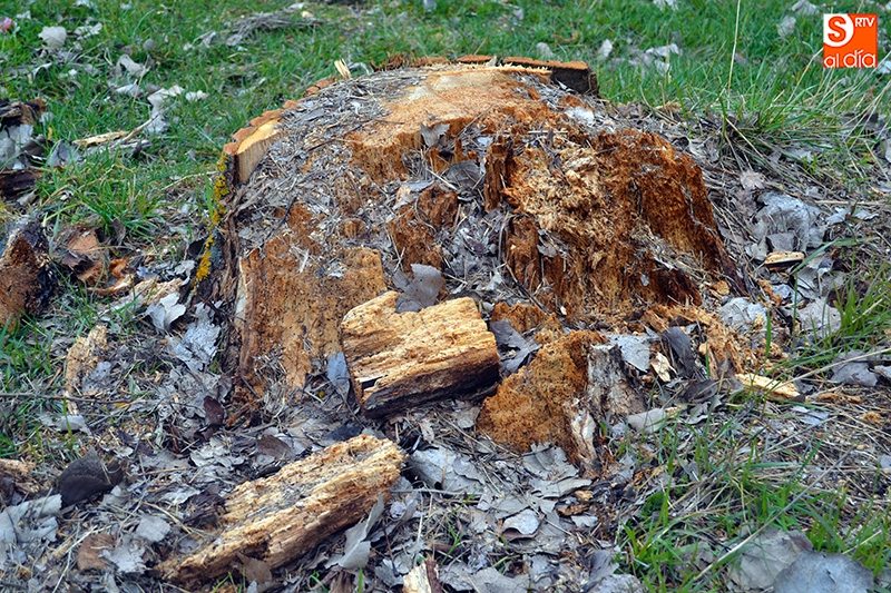 Foto 3 - El Ayuntamiento busca &ldquo;dar ox&iacute;geno&rdquo; al&nbsp;pulm&oacute;n del parque El Inestal con la replantaci&oacute;n de...