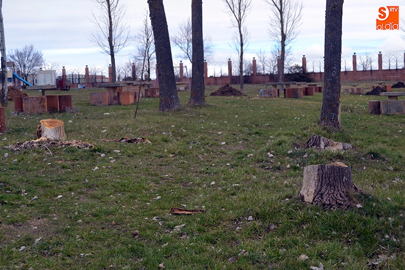 Foto 2 - El Ayuntamiento busca &ldquo;dar ox&iacute;geno&rdquo; al&nbsp;pulm&oacute;n del parque El Inestal con la replantaci&oacute;n de...