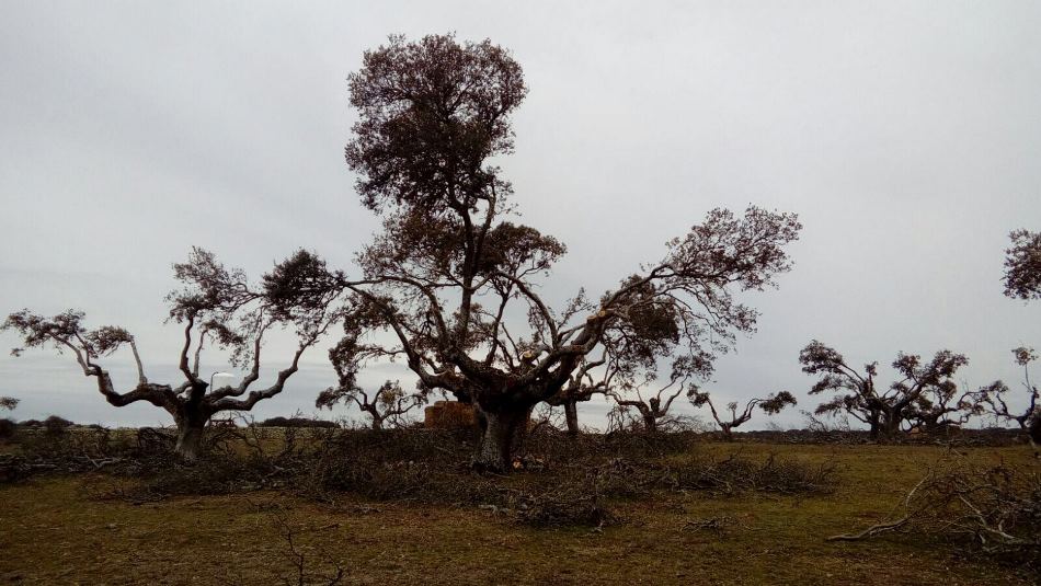Imagen de la poda de árboles según la norma | Foto Asociación 19 de abril