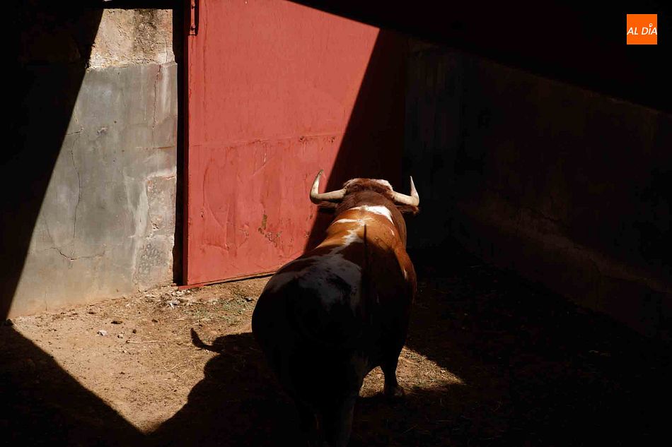 Foto 6 - Sorteo y apartado de los toros del cuarto festejo de la feria de Salamanca