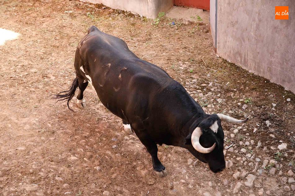 Foto 5 - Sorteo y apartado de los toros del cuarto festejo de la feria de Salamanca