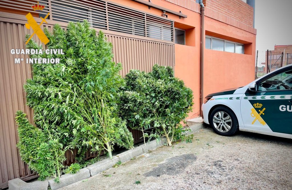 Incautados 36,7 kilos de plantas de marihuana en dos plantaciones de Aldea del Obispo y Sexmiro