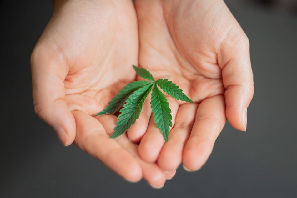 El cannabis es una planta originaria de Asia que, en muchos lugares, incluido España, su consumo se considera un delito