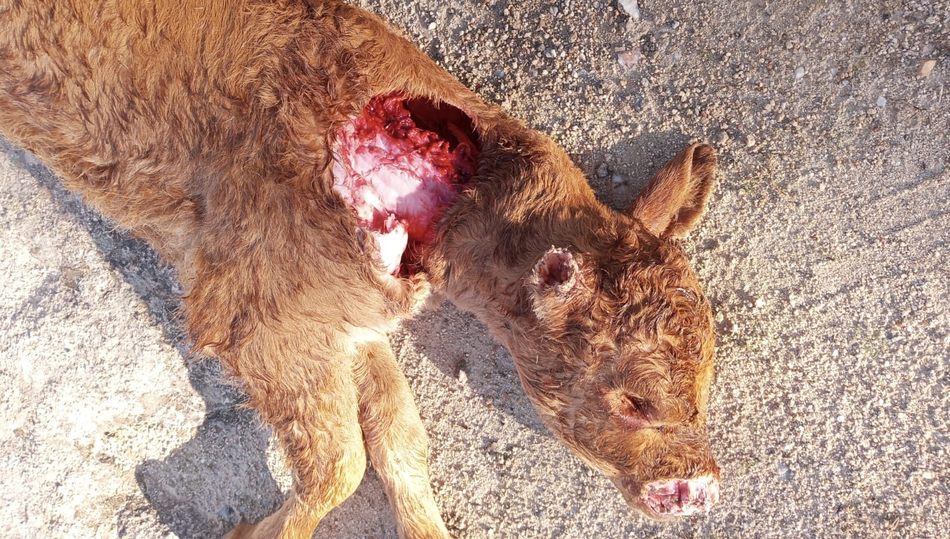 Foto 1 - Un ganadero de Cerezal de Puertas denuncia la muerte de una ternera por fauna salvaje