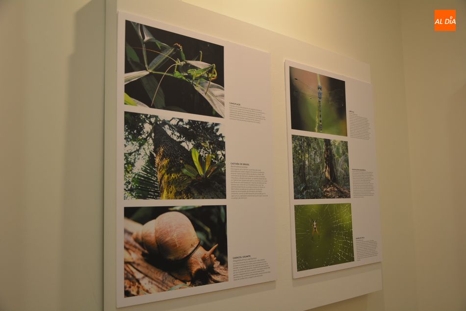 Exposición fotográfica ‘La luz en los ecosistemas forestales amazónicos’, de Igor Fotopoulus