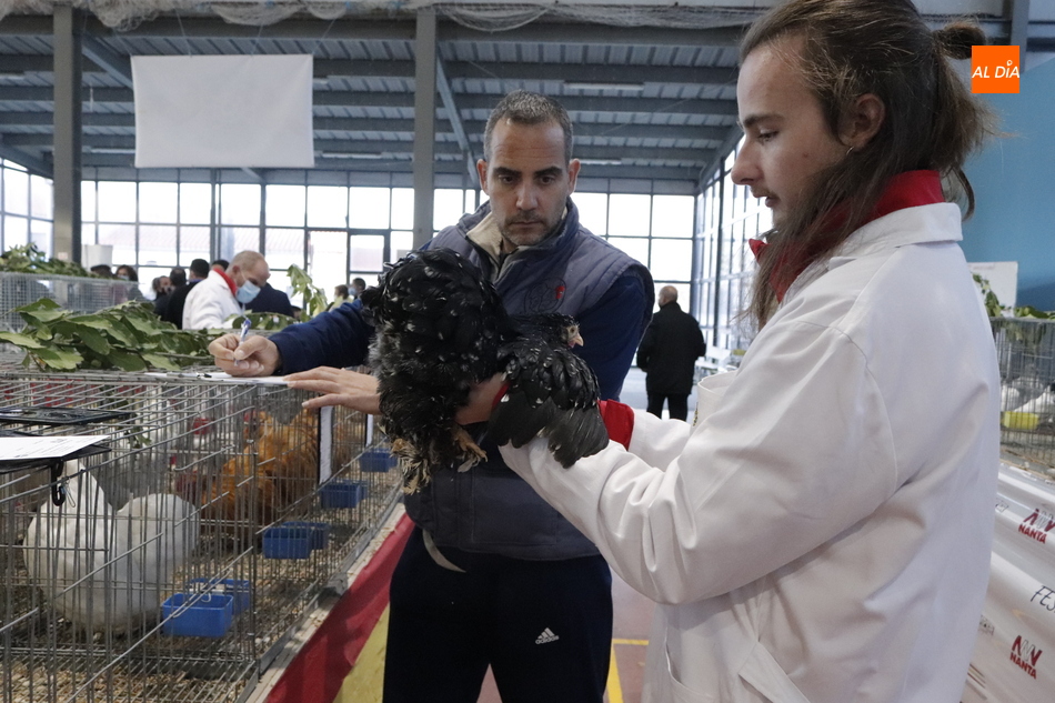 Inauguración de la II Exposición Internacional de Avicultura y Cunicultura en Calzada de Valdunciel