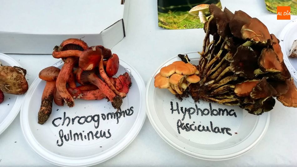 Foto 2 - La primera jornada micológica gastronómica de Lumbrales se salda con un centenar de especies recogidas