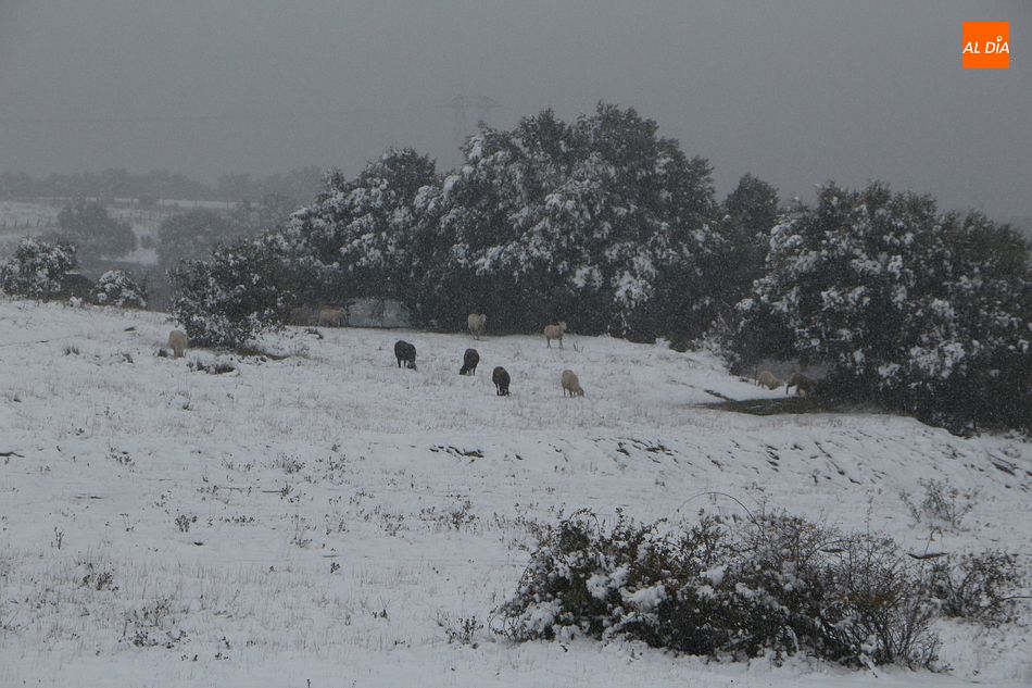 Foto 2 - La previsión de nieve en Guijuelo continúa hasta mañana miércoles