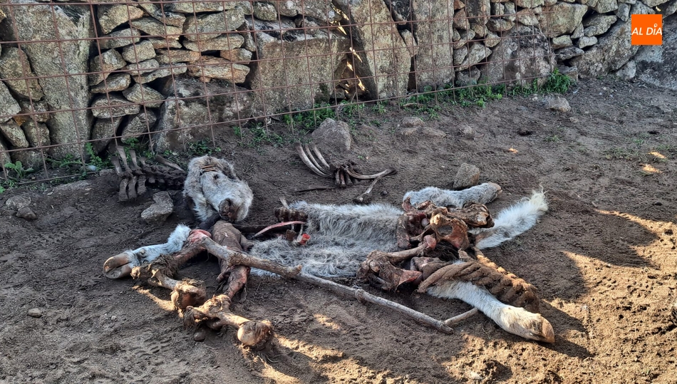Restos del becerro comido por los buitres este domingo en Bogajo