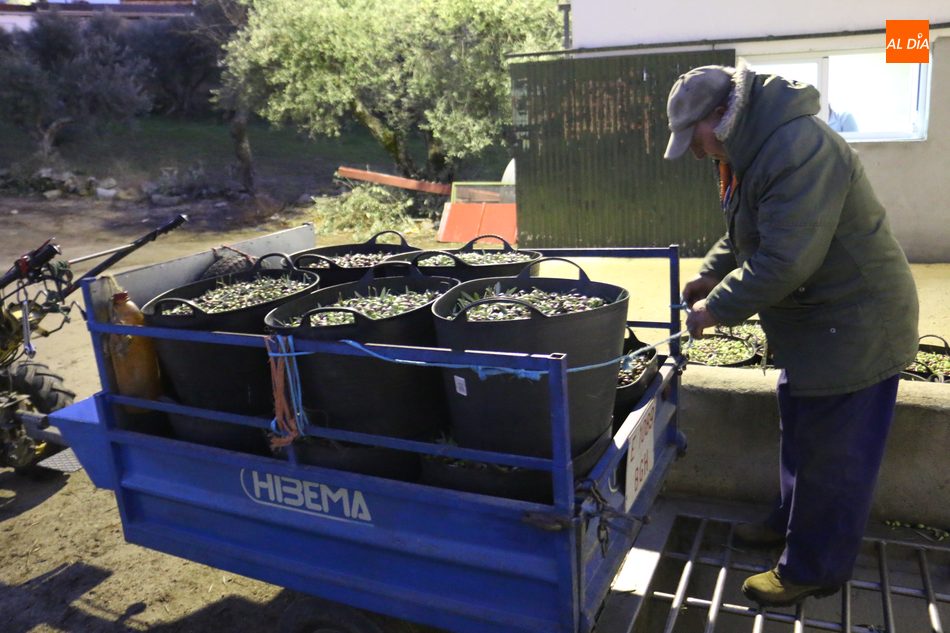 Foto 4 - Las Arribes y la Sierra sobrepasan los 1,7 millones de kilos de aceituna