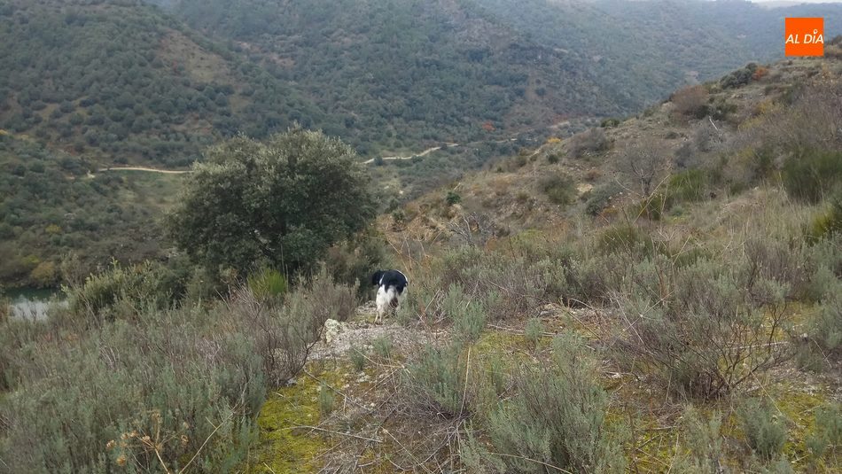 Conan en una de las guías de esa jornada tras las perdices en Las Arribes / CORRAL