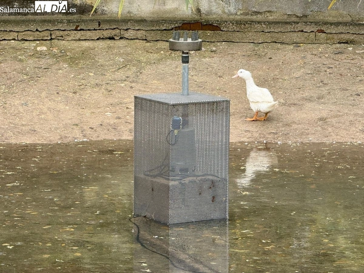Patos en el estanque de La Alamedilla y Los Jesuitas | Fotos: T.S