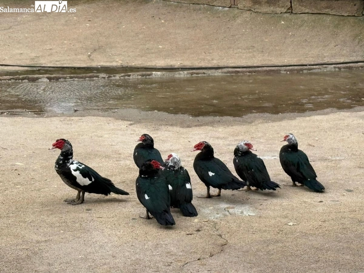Patos en el estanque de La Alamedilla y Los Jesuitas | Fotos: T.S