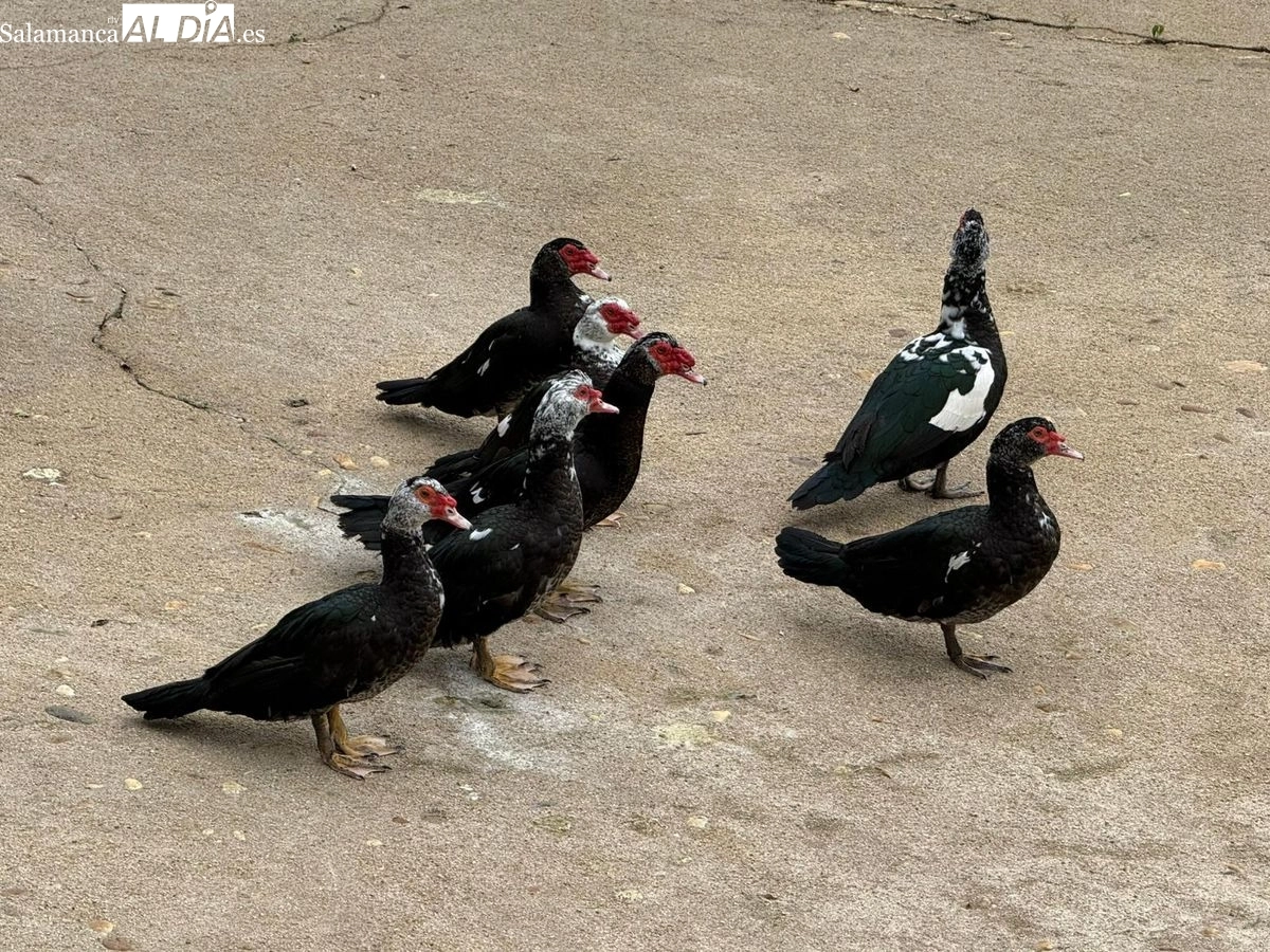 El estanque de los Jesuitas recupera a sus patos tras cinco meses confinados